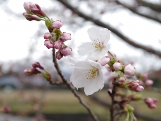 我が家の桜開花宣言